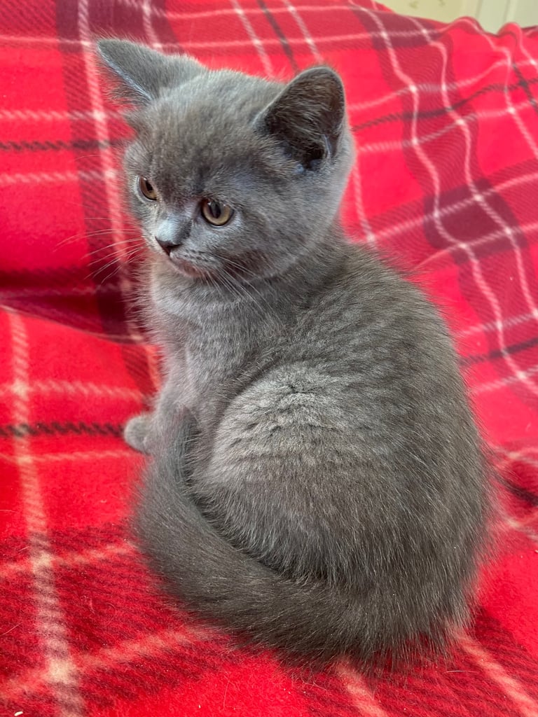 British shorthair kitten