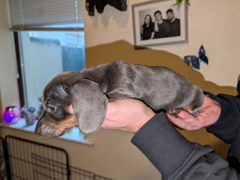 4 Dachshund pups