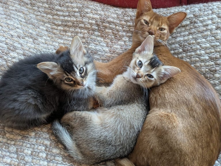 Abyssinian x Ragdoll kitten