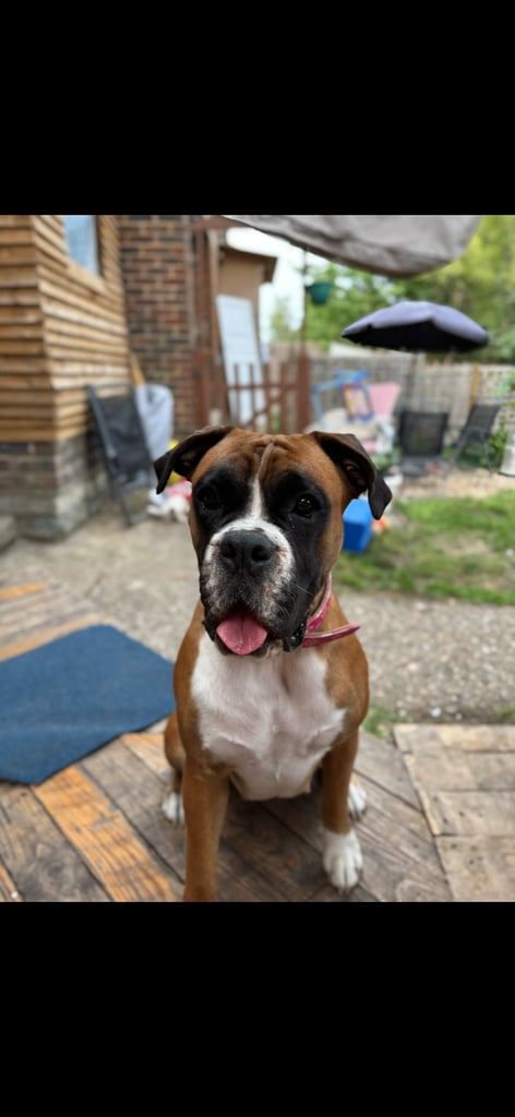Female Bob Tail Boxer For Sale