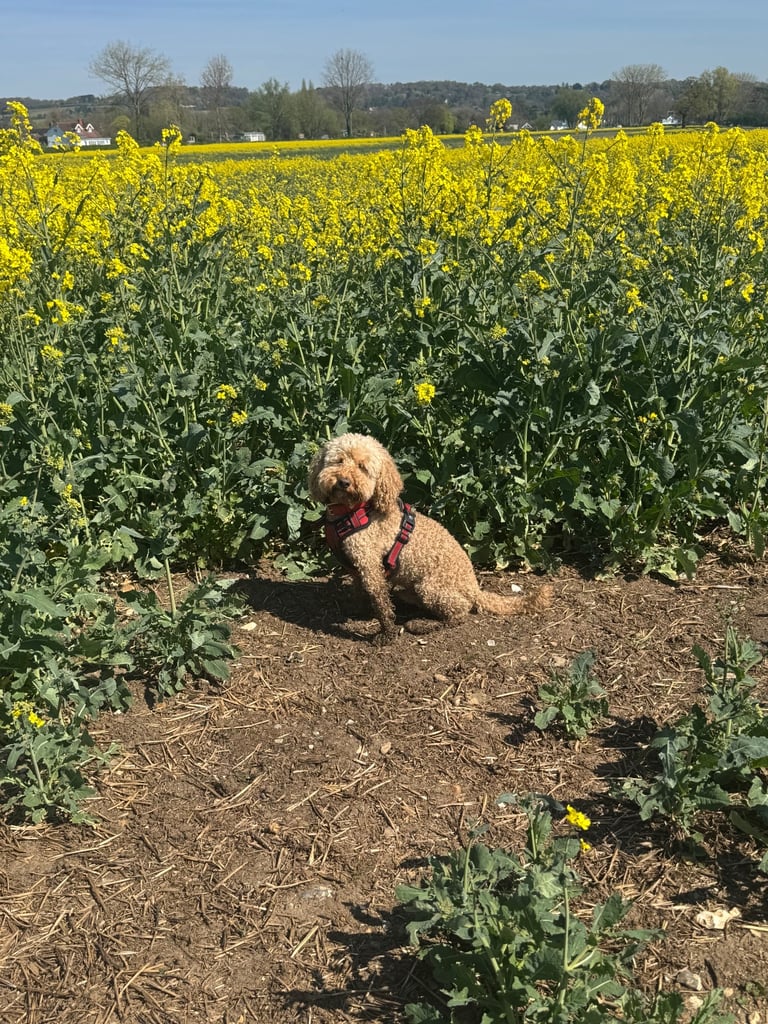 7 Year Old Cockapoo