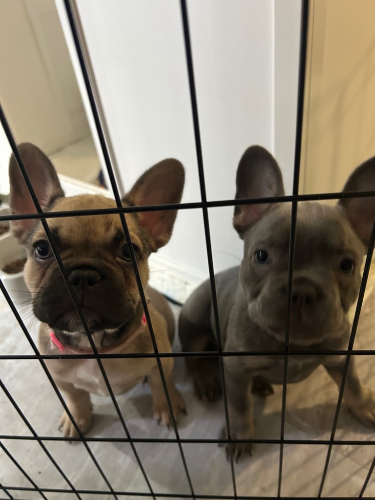 Adorable female French bulldog puppies ready now 