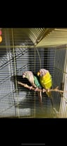 2 yr old conure and 2 yr old plum head parakeet 