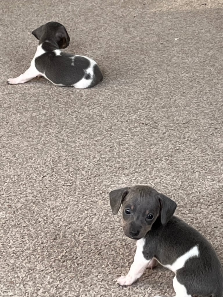  Based in crook county durhamMicro mini dachshunds 