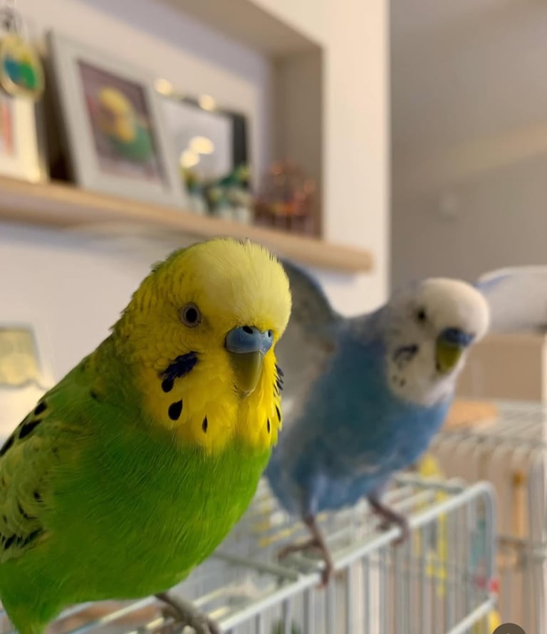 Baby Budgies & Cockatiels – Hand-Tame – From £20