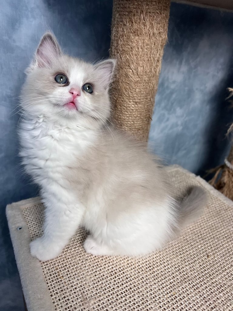 Super Rare green-eyed light mink ragdoll girl Ready now