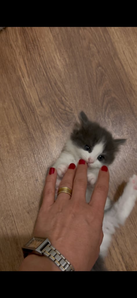 kittens 