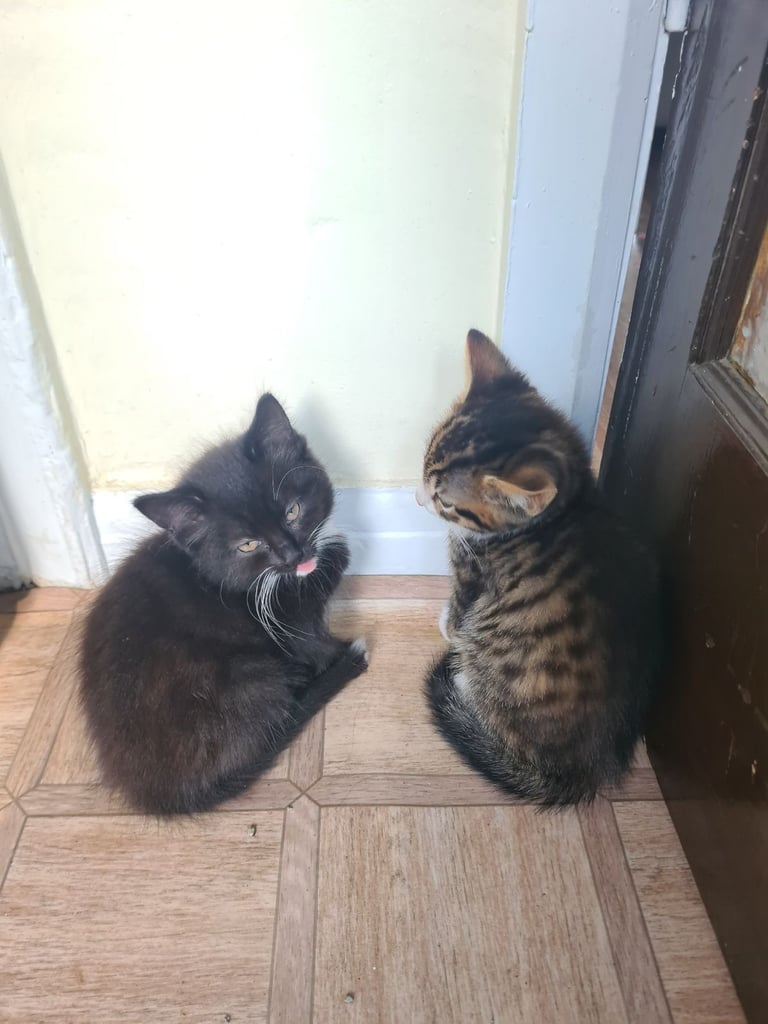 image for Tabby kitten for sale
