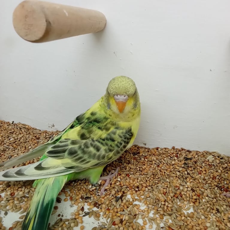 Nice young budgies for sale 