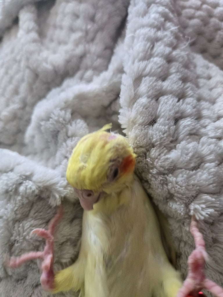 Lutino Cockatiel – Ultra Tame, Hand-Fed, No DNA test, Collection Only