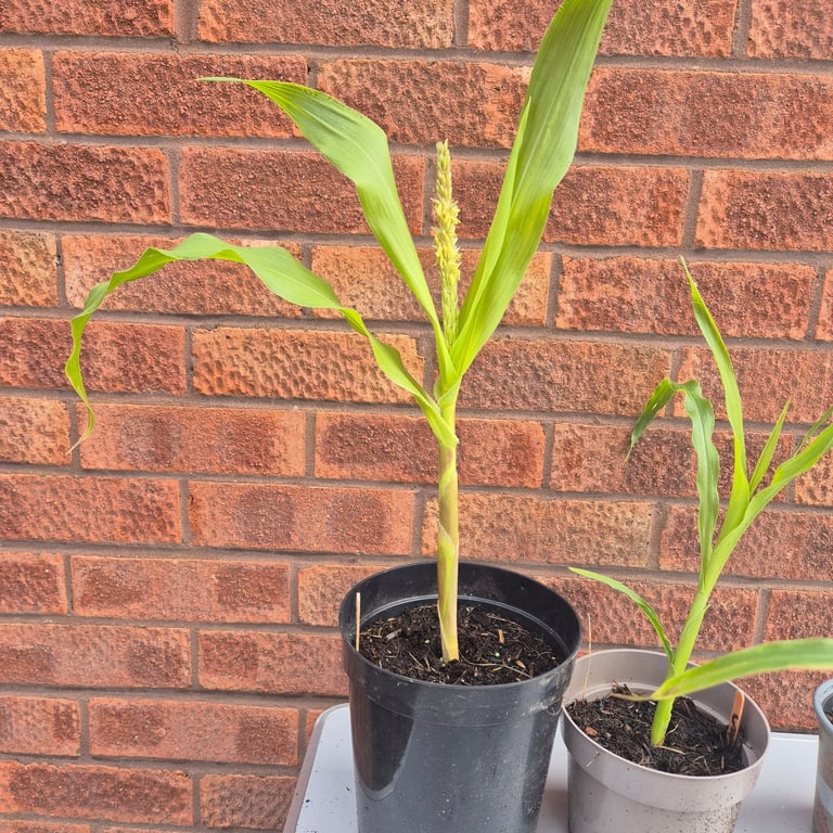 5 Sweetcorn golden bantam plants 