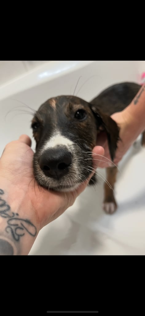 Male puppy cocker spaniel cross border collie