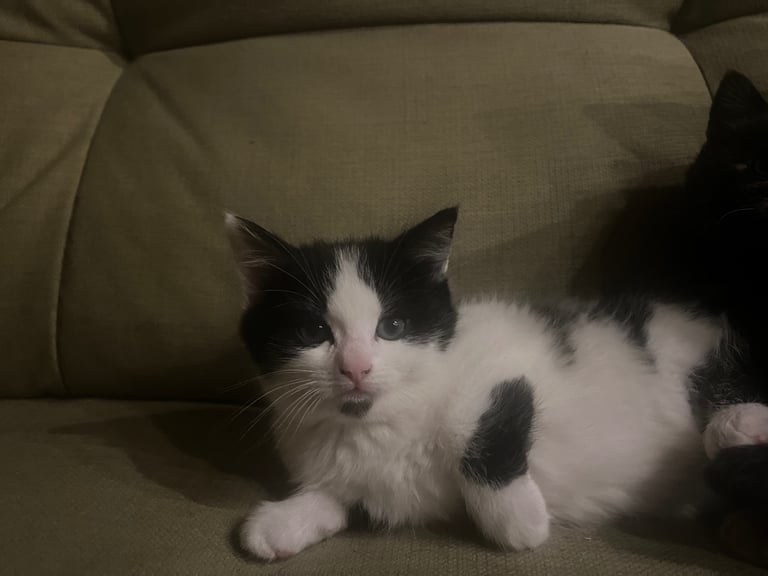 Kittens for Sale