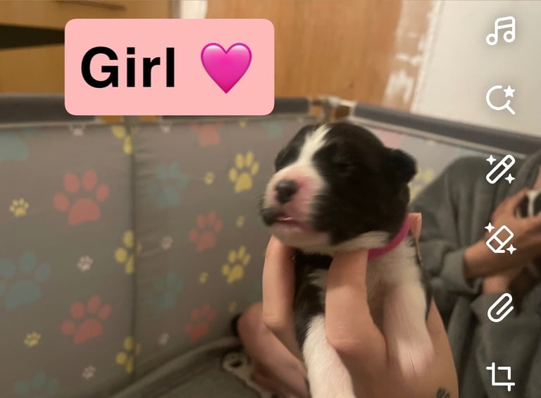 Borsky puppies !! SOLD SOLD !!