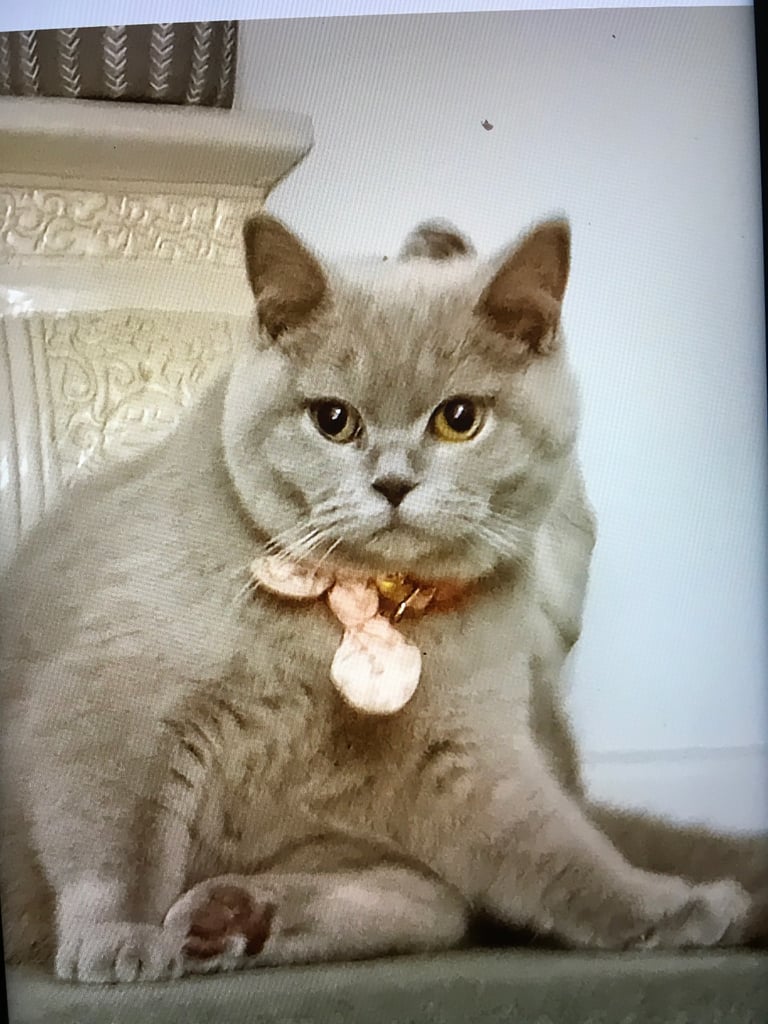 image for British blue 