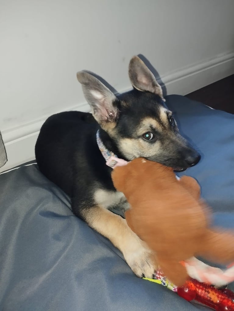 Gsd puppy