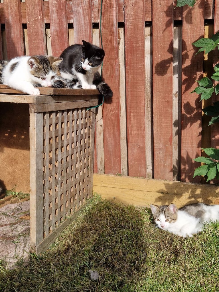 Adorable and Super Playful Kittens