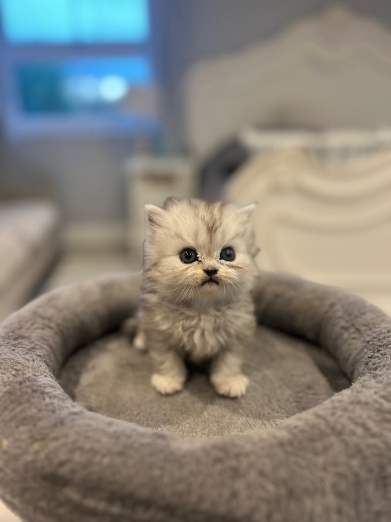Gorgeous litter of 6 PKD Negative Persian kittens