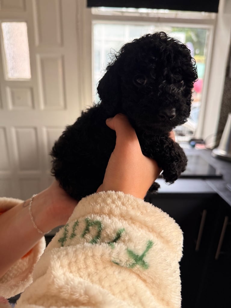 Beautiful Cockapoo puppies 