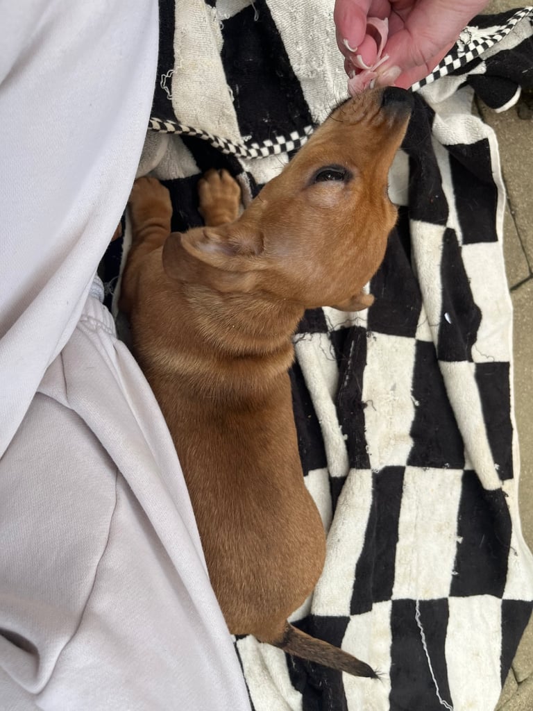 Beautiful dachshund puppies 🐾