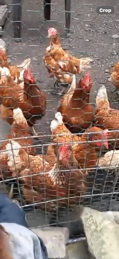 image for 8 x chickens £5 each 