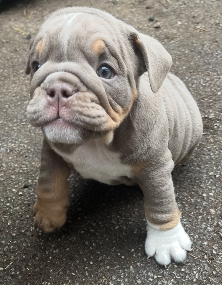 Bulldog puppies 8 weeks old