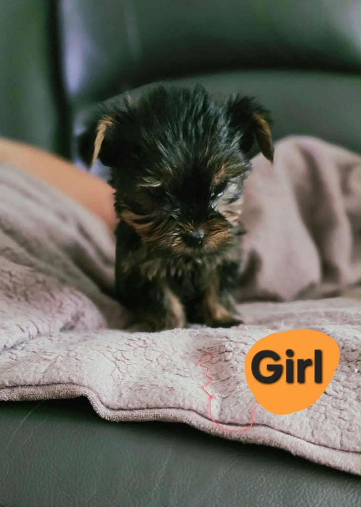 Yorkshire terrier pups 