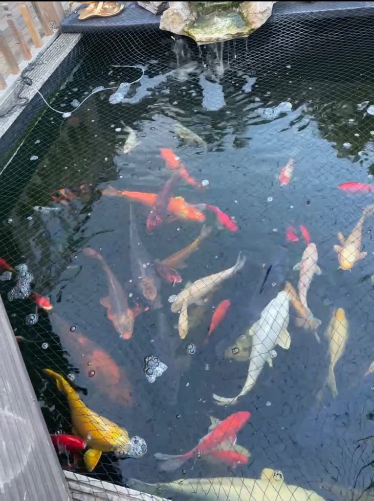 Japanese Koi Fish & Complete Set Up (pond closure)