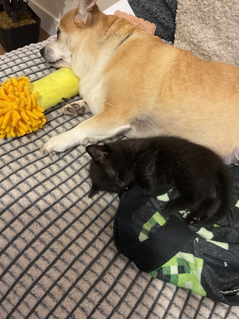 2 beautiful female kittens for sale 
