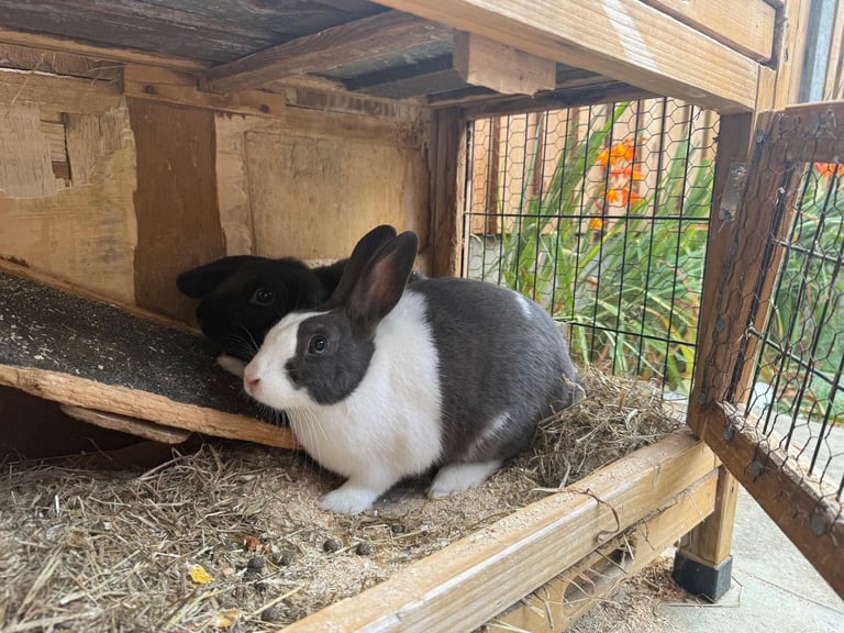 2 male rabbits 7months old