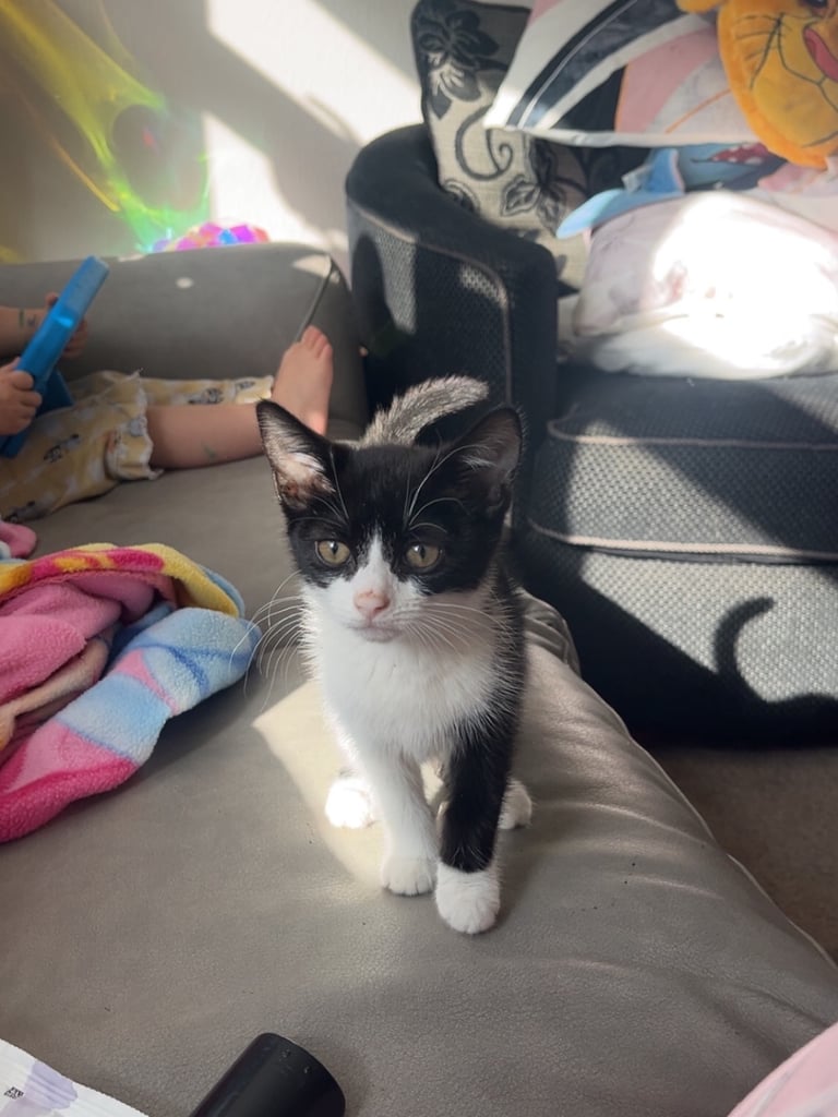 Female kitten 