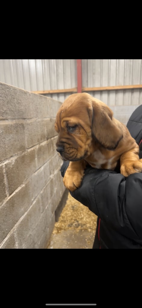 Dogue de Bordeaux cross  (female )