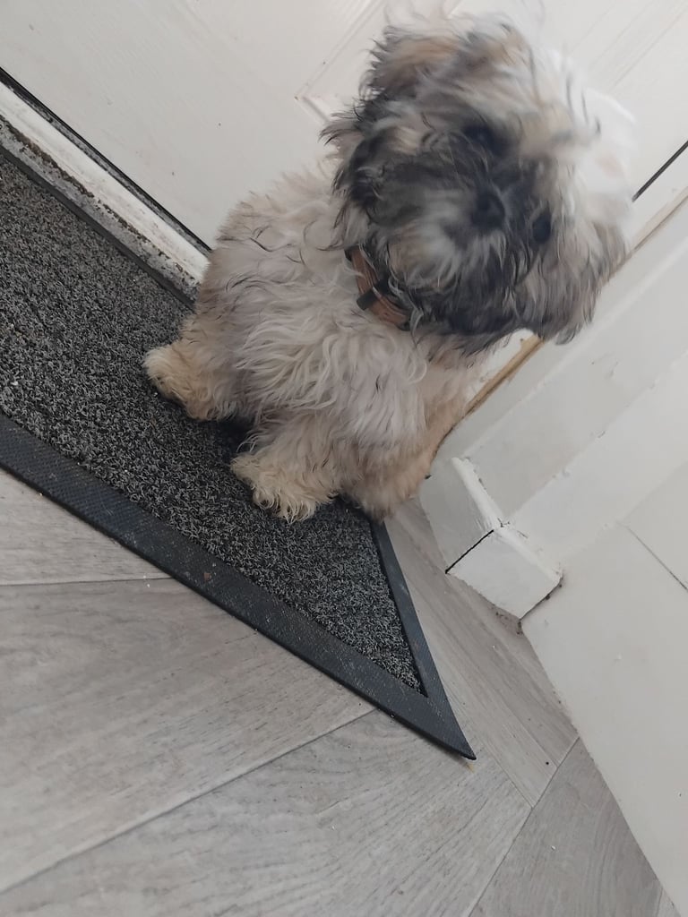 Shitzu girl puppy 