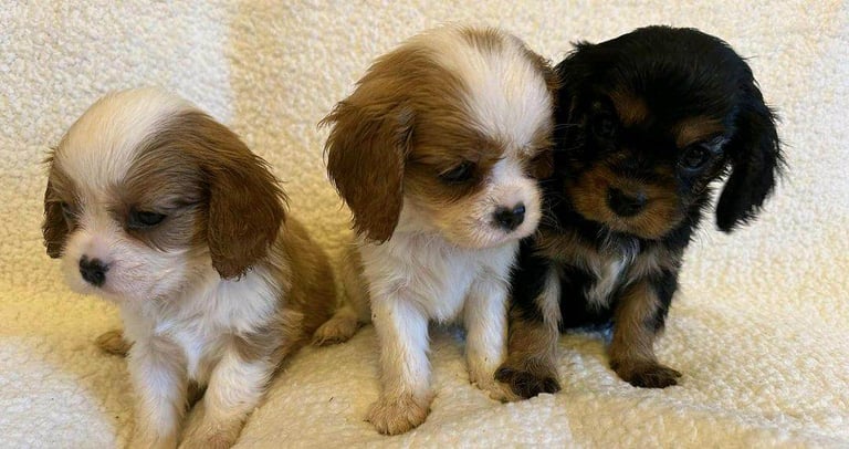Cavalier King Charles Spaniel puppies