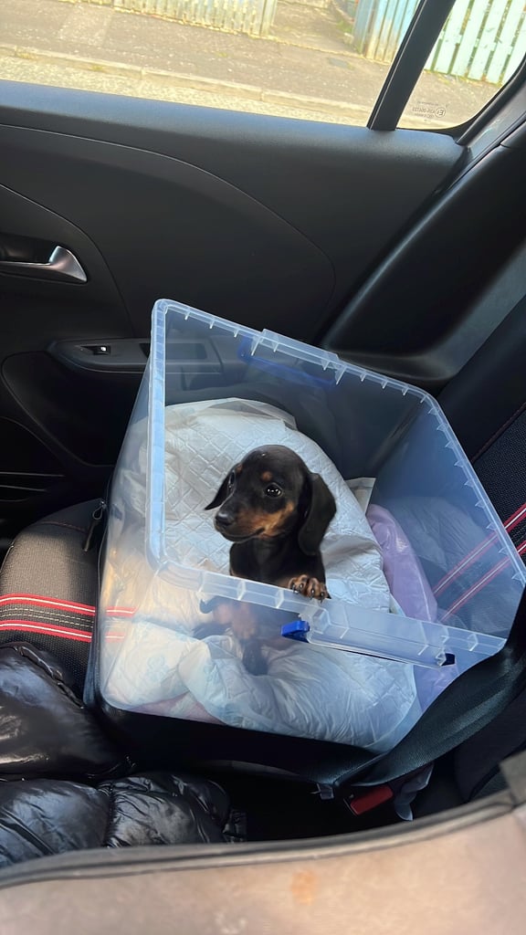 Miniature Dachshund female puppy
