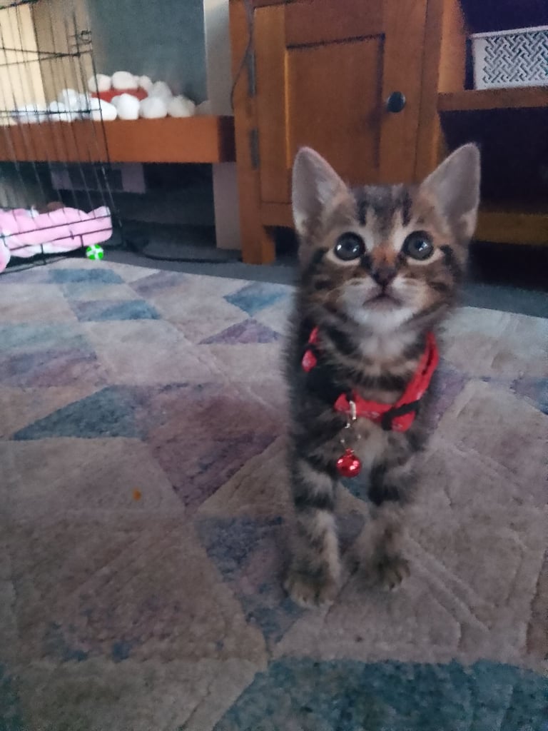 Kitten Brown half tabby half ragdoll