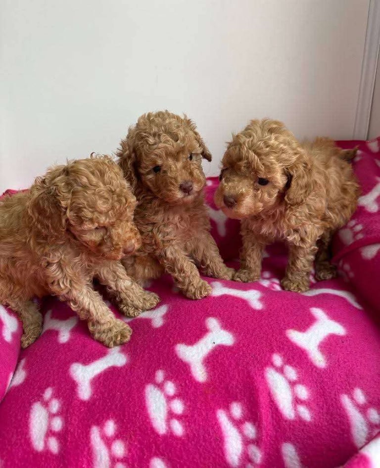 Poodle puppies looking for new homes 