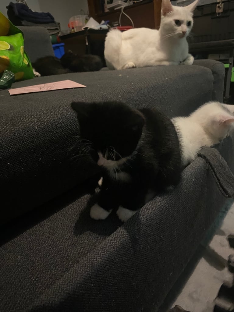  kittens ready now 