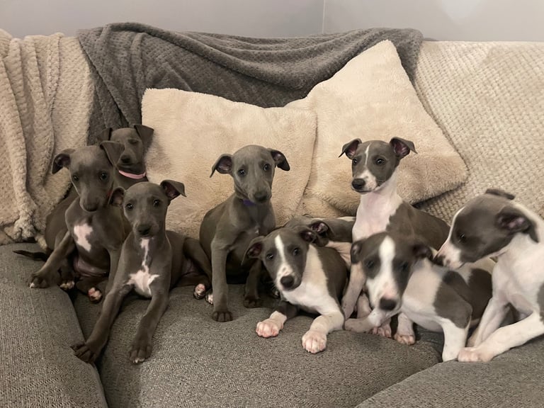 ⭐️⭐️ gorgeous whippet puppies⭐️⭐️