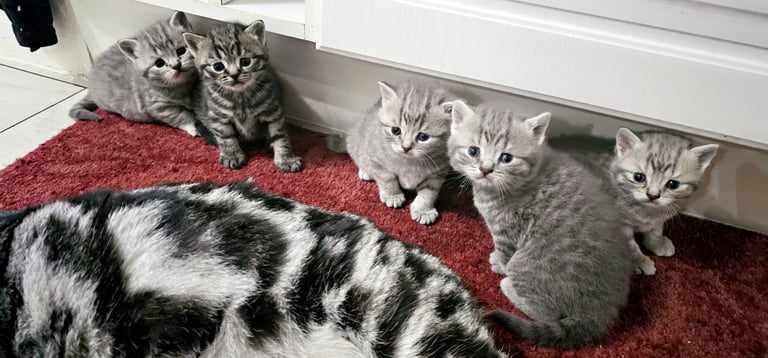 Beautiful Britishshorthair kittens