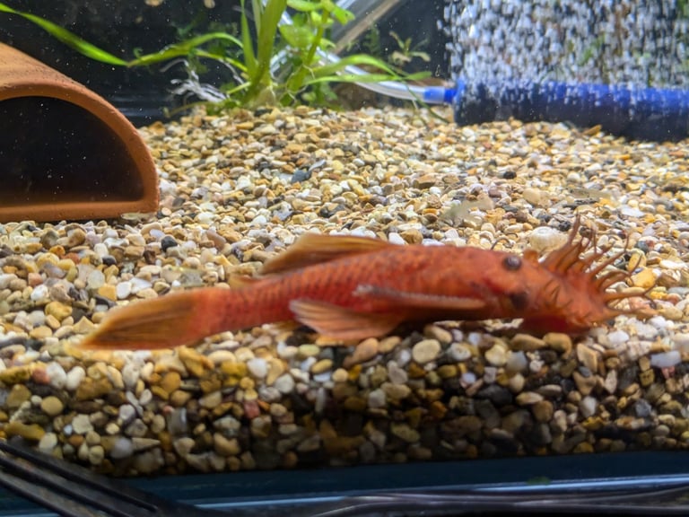 tropical fish, discus, red pleco, endlers guppies ,