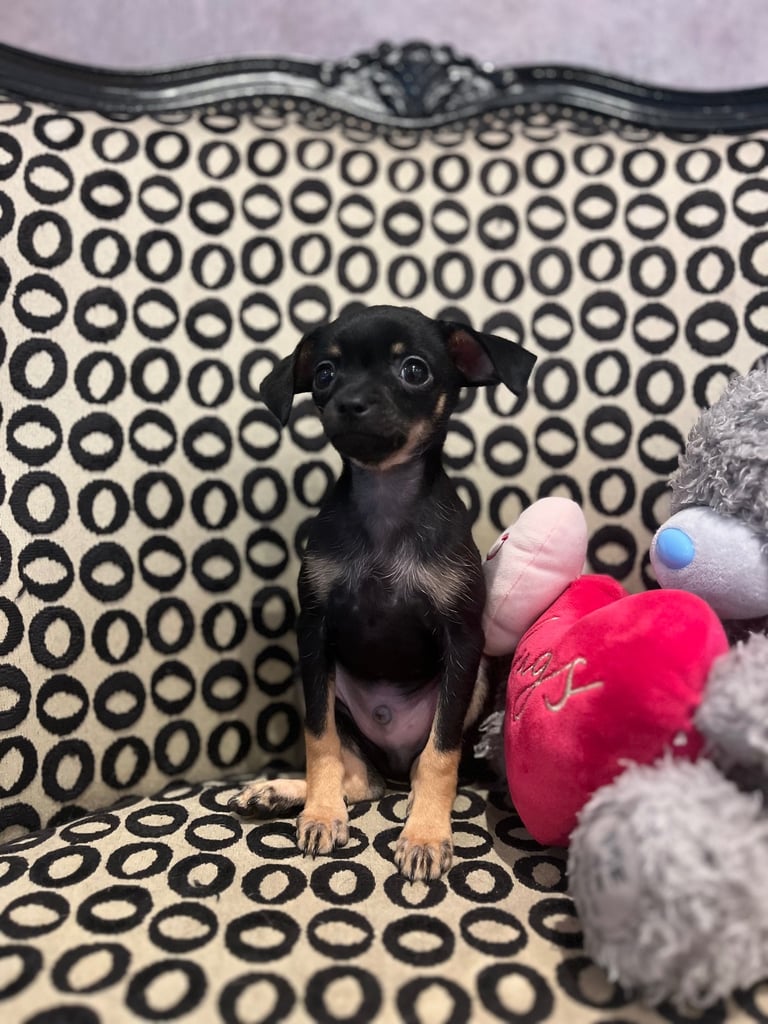 RUSSIAN TOY TERRIER FOR SALE
