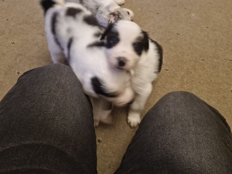 2 x black and white male puppies for sale 