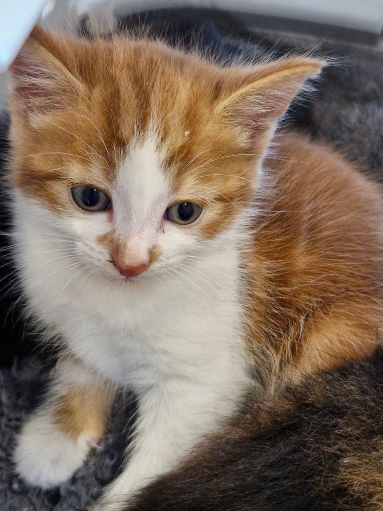 5 Gorgeous kittens for sale 