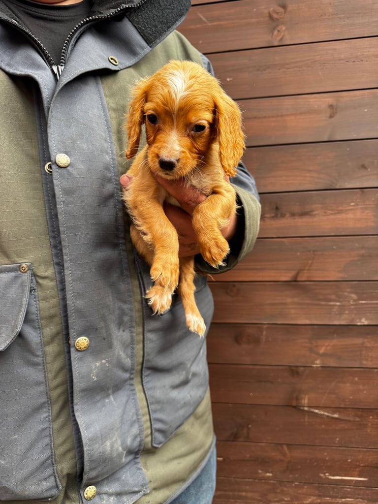 Cocker Spainel Puppies 