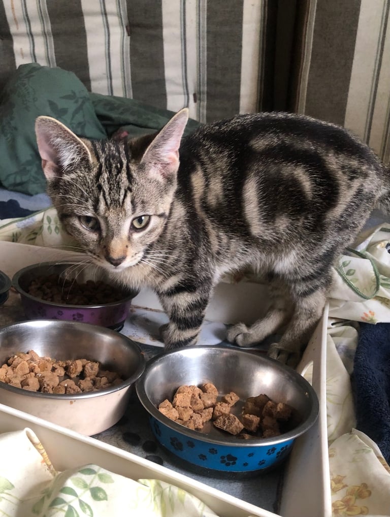 Bengal cross kitten male 