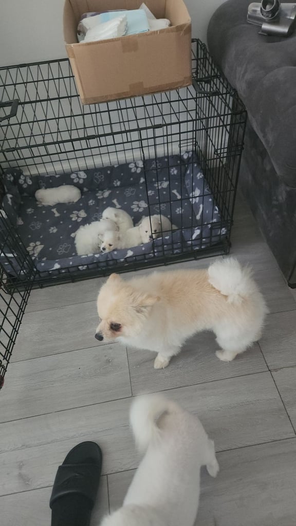 Pomeranian puppys 