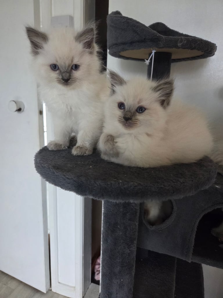 Pure Ragdoll kittens