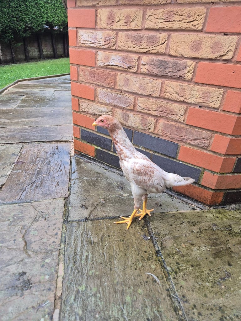 Aseel and 1 other breed chicks 