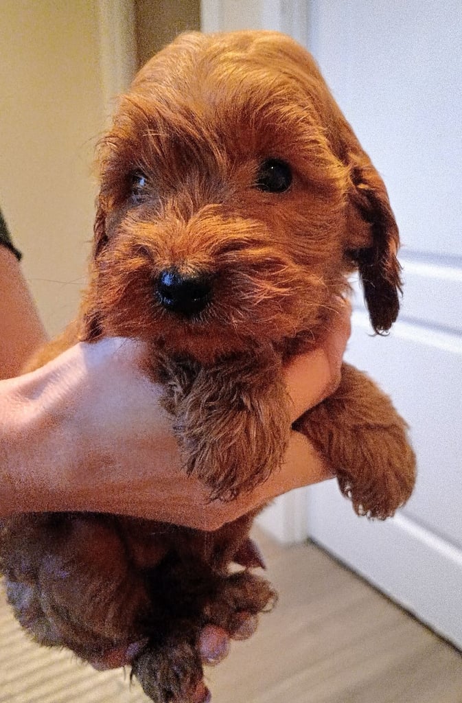 Cockapoo puppies f1 show) Fox Red .stunning!!!!!.